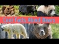 Bear Facts Quiz