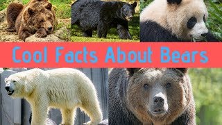 Bear Facts For Children   Learn Amazing Facts about Bears