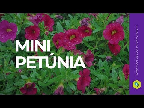 Vídeo: Segredos de jardinagem - alimentando petúnias