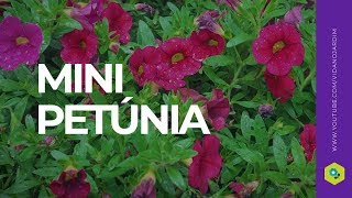 Mini petúnia - Dicas rápidas de paisagismo e jardinagem - thptnganamst.edu.vn