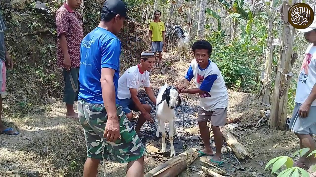 Qurban menyembelih 7 kambing 1 sapi - YouTube