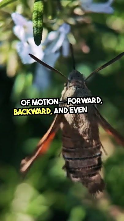 Unveiling Hummingbirds' Incredible Wing Speed!