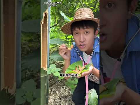 Do you dare to eat bamboo worms |Chinese Mountain Forest Life And Food #MoTiktok #Fyp