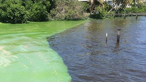 Ways to Fix Toxic Algae Blooms Raises Conflict Between Coastal Communities and Lakeside Towns