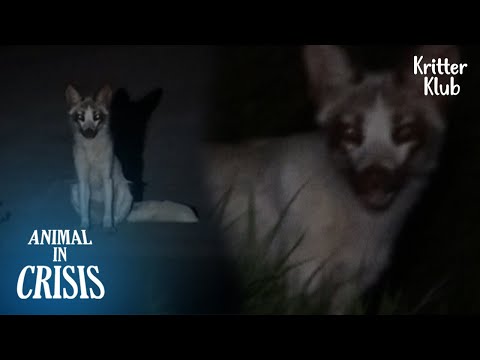 Video: Pet Scoop: Penyelamatan Frantic untuk Manatee Muda, Penyelamatan Cat Set Rekod Pukulan Paling Gila