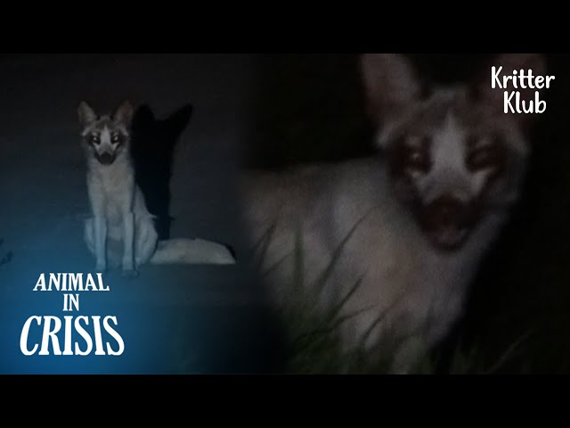 Rescue Mysterious Creature l  Animal in Crisis Ep 316 class=