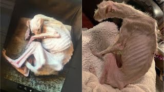 This puppy was just skin and bone, I thought for sure she was already gone by Carlos Silva YT 2,045 views 2 weeks ago 1 minute, 39 seconds