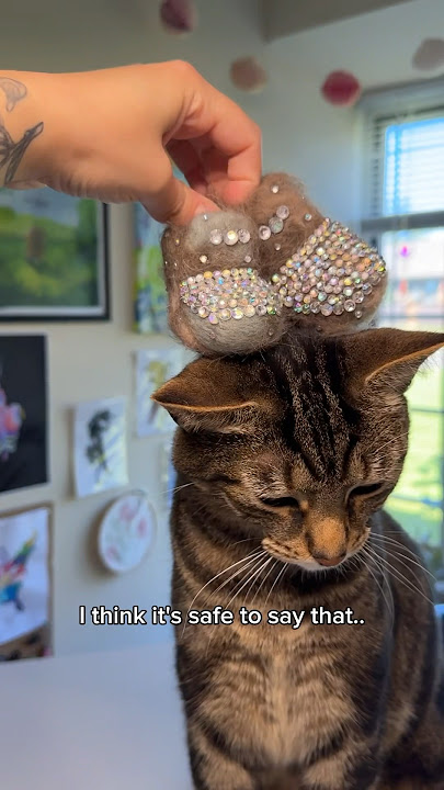 Using my cats fur to make him boots?!😂