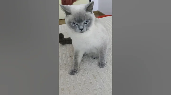 Watch the video about Thursday morning.. British shorthair colorpoint.