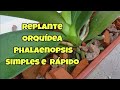 Replante Orquídea Phalaenopsis, Simples e Rápido