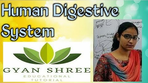Biology Topic - Human Digestive System | By Gyan Shree Educational Tutorial
