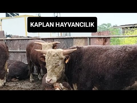 THAL KURBANLIKLAR GELD HAYIRLI OLSUN