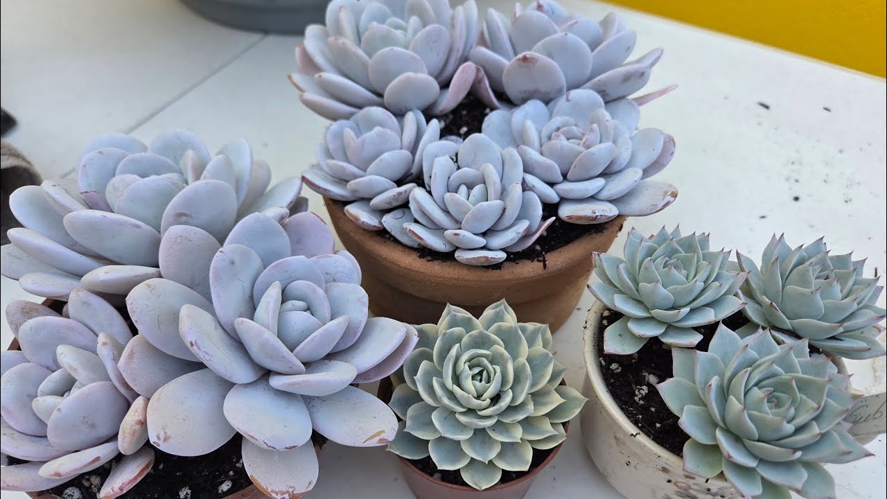 “Suculentas Pruinadas 🌱 | Cuidados ESSENCIAIS + Receita do MEU Substrato”