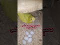 مين هنا كدا اكسبلور المراه طيور النظافه دويتو تيم صالح Birds ترند اهميه 
