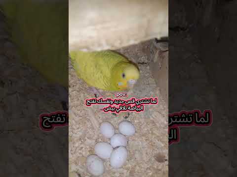 مين هنا كدا اكسبلور المراه طيور النظافه دويتو تيم صالح Birds ترند اهميه 