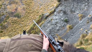 Hunting New Zealand Red Stags