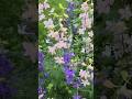 #delphinium #flowers #flowershort