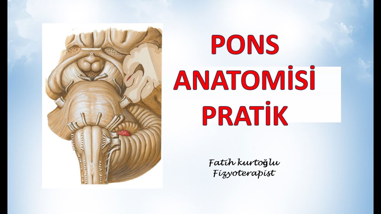 Pons Anatomisi - Pratik  | Nöroanatomi Konu Anlatımı - 6