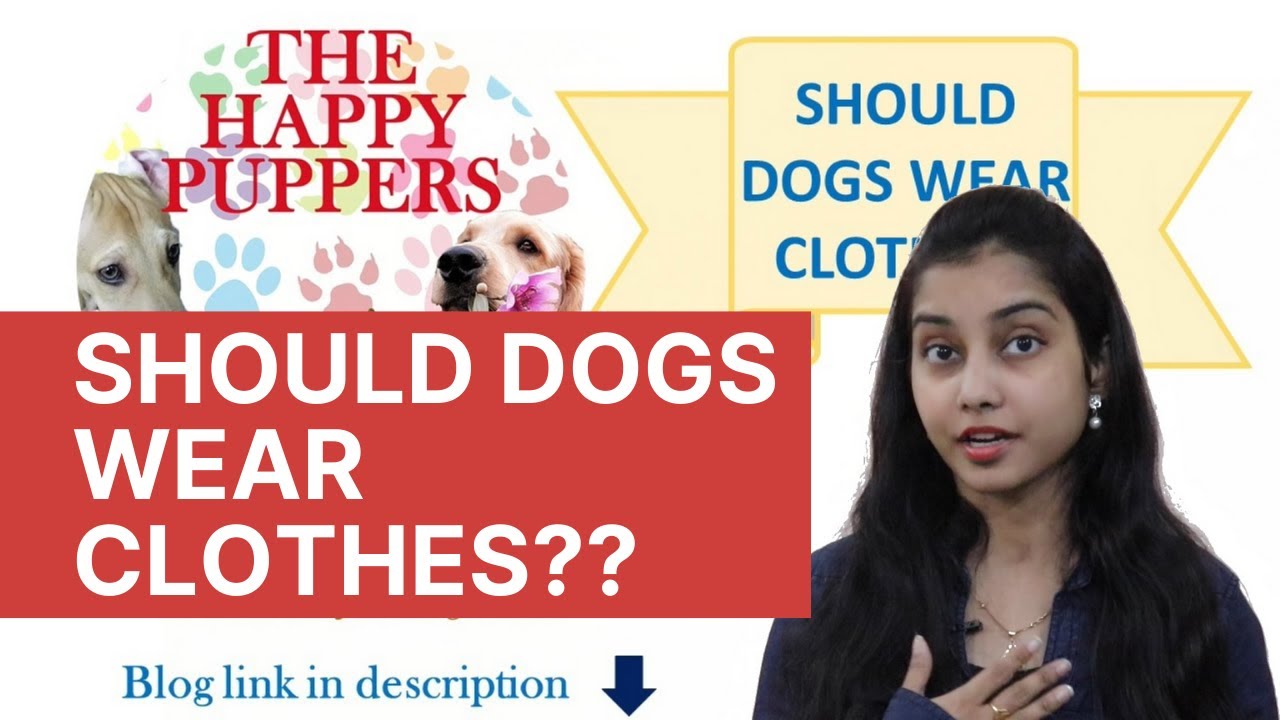 Should dogs wear clothes? Psychological need or necessity? The Happy