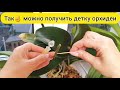 Вырастить ДЕТКУ орхидеи НА ЦВЕТОНОСЕ орхидеи // РАЗМНОЖЕНИЕ ОРХИДЕИ простым способом