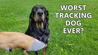 Training A Deer Tracking Dog - The Callie Chronicles
