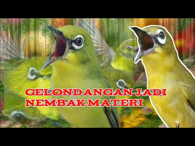 masteran pleci full nembak materi - pancingan pleci class=