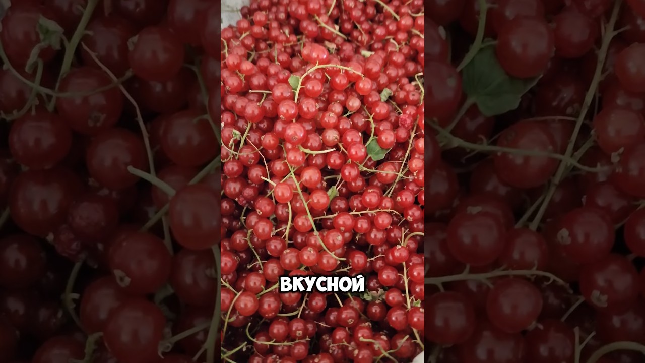 100+ кг смородины Ровада! Люблю свою фермерскую жизнь! ❤️ 