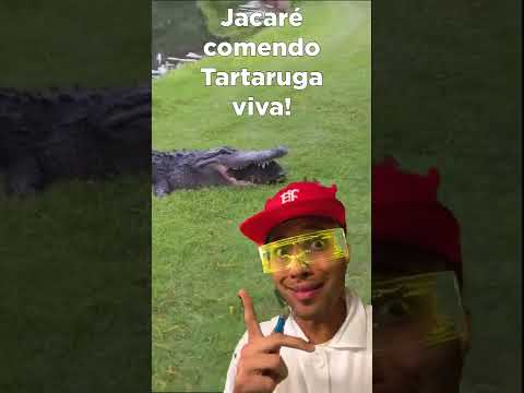 Jacaré tentando comer Tartaruga viva… #shorts