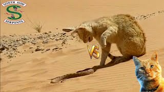 قط الرمال ظد افعى الصحراء من الاقوى|sand cat vs desert snake which is the strongest