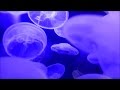 Gorgeous glowing purple jellyfish swimming around at the New England Aquarium in Boston in HD