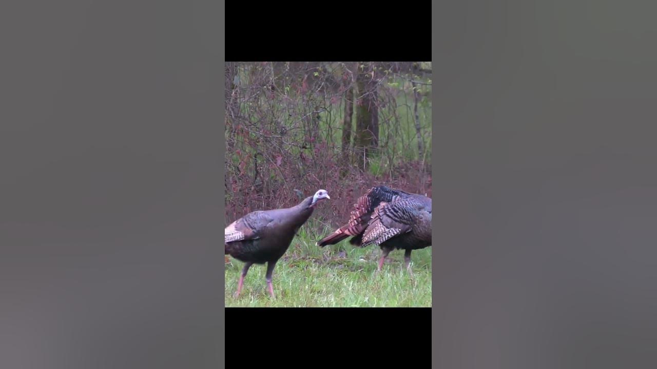 Strutting Jake Turkeys cocky YouTube