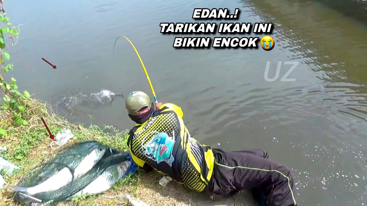 Bikin encok..! Mancing lawan ikan seperti ini mullet fishing
