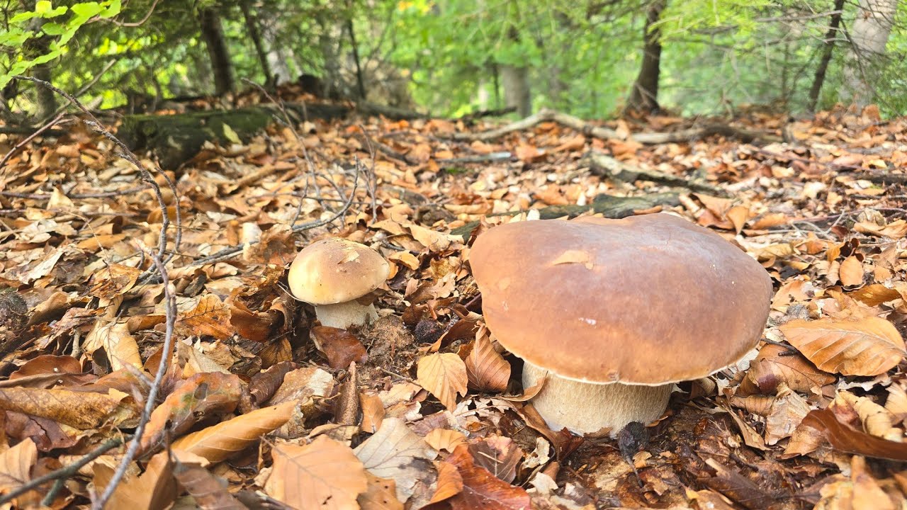 FUNGHI PORCINI 2024 | La faggeta è di nuovo spettacolare!