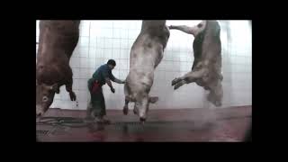 The way cattle are slaughtered in Turkey.