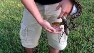 Pure Sulawesi Reticulated Python