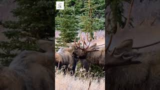 Massive Bull Moose Caught on Camera! #wildlife #animals