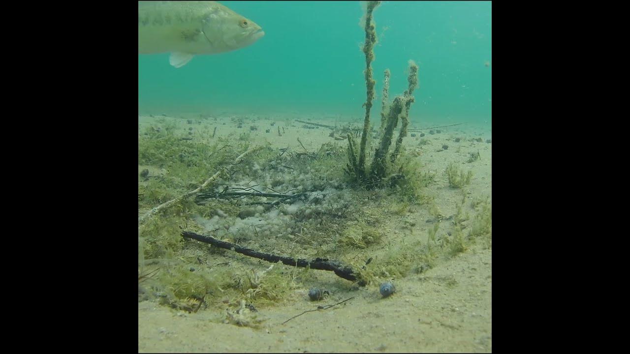 largemouth bass bed YouTube