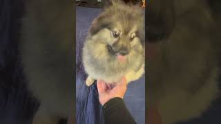 Little Nikita Has Finally Learned Some Manners!!