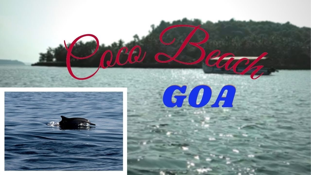 Never miss Dolphin watching at Coco Beach | Goa