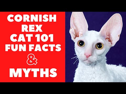 Video: Cornish Rex Kattenras Hypoallergeen, Gezondheid En Levensduur