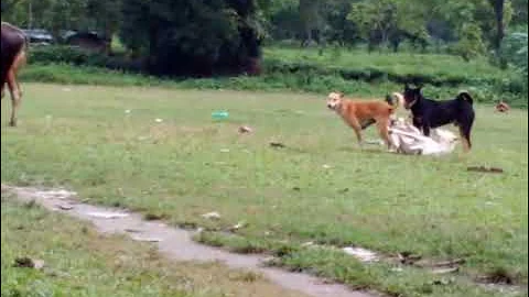 Mating stuck dogs attacked by jealous dog संभोग में फंसे कुत्तों पर ईर्ष्यालु कुत्ते ने हमला कर दिया - DayDayNews