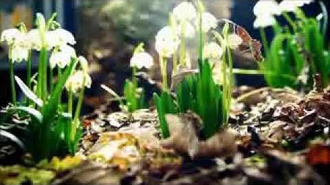 سورة الفاتحة 7 مرات.. اسمعها بنية الشفاء ❤️