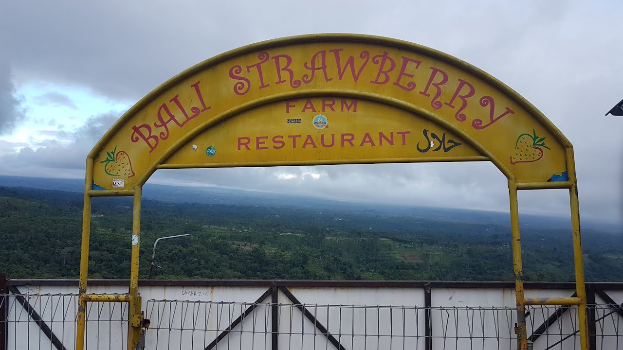 Bali Tourist Destination : Bali Strawberry n Farm