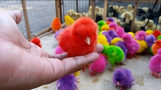 Download Lagu Ayam Lucu Banget Untuk Anak \u0026 Keluarga | Learning Colors with Funny Chickens for Kids MP3