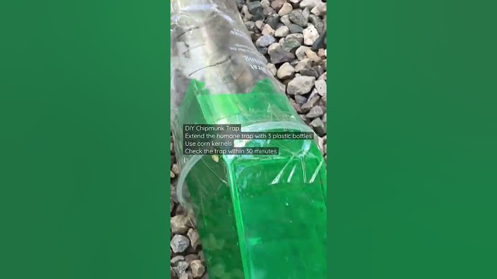 DIY Making Chipmunk Trap 🪤