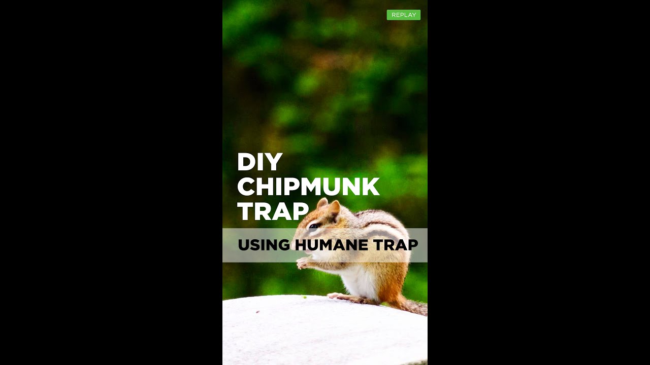 Easy Chipmunk Trap (2 Pack)