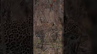 The elusive leopard, unique with every spot!