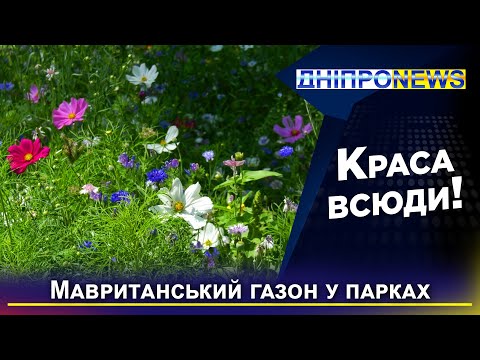 Мавританський газон: де його побачити у Дніпрі?