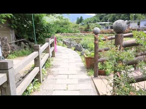 20150516竹子湖海芋及繡球花