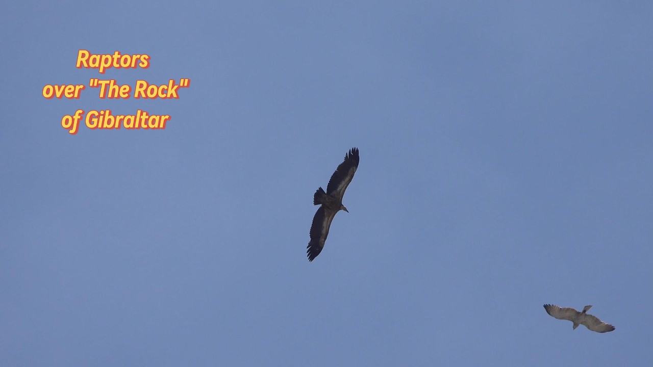 Soaring Raptors Soaring Raptors - Birds of Prey Over the Rock of Gibraltar - YouTube